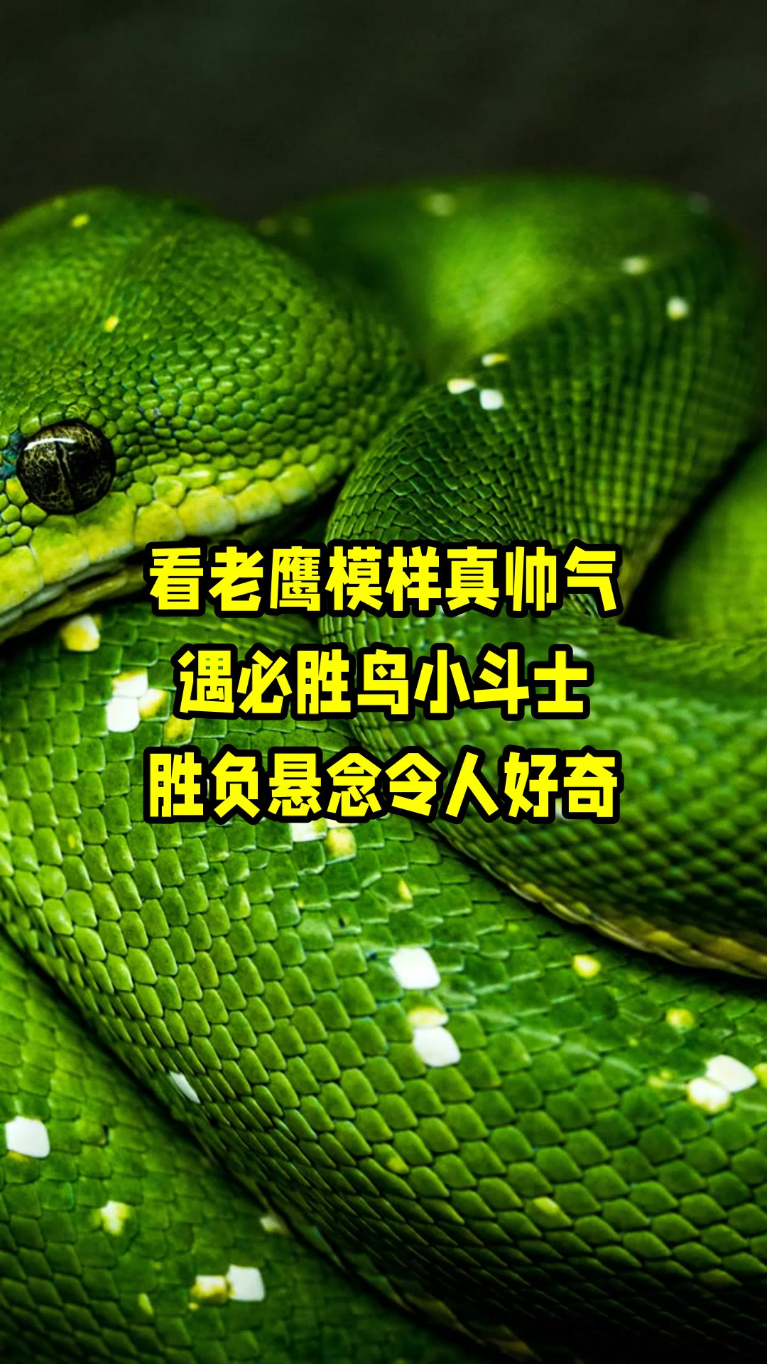 老鹰陷入低谷,狂砍50分连败,迎来胜利球队命运悬念! 老鹰陷入低谷,狂砍50分连败,迎来胜利球队命运悬念!